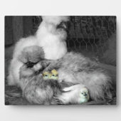 Zwarte en witte kuikens met gele kippen fotoplaat (Voorkant)