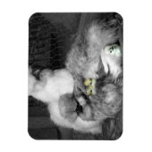 Zwarte en witte kuikens met gele kippen magneet (Verticaal)