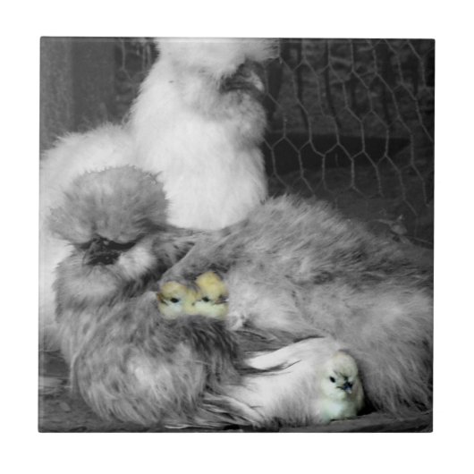 Zwarte en witte kuikens met gele kippen tegeltje (Voorkant)