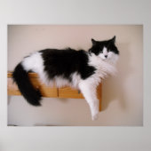 Zwarte en witte langharige kat poster (Voorkant)