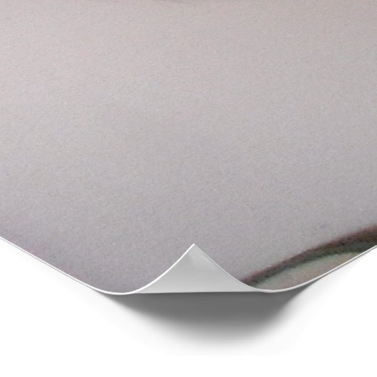 Zwarte en witte langharige kat poster (Hoek)