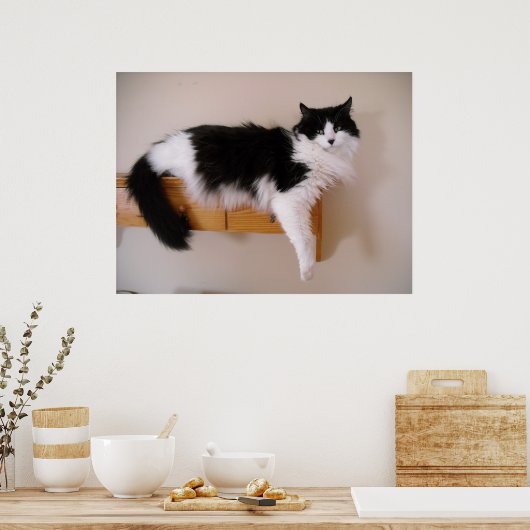 Zwarte en witte langharige kat poster (Keuken)