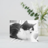 Zwarte en witte, langharige keukenkat briefkaart (Staand voorkant)