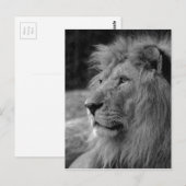 Zwarte en witte leeuw - Wilde dieren Briefkaart (Voorkant / Achterkant)