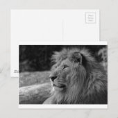 Zwarte en witte leeuw - Wilde dieren Briefkaart (Voorkant / Achterkant)