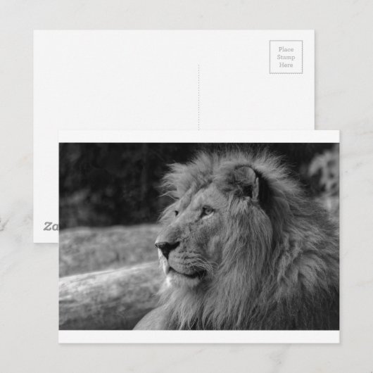 Zwarte en witte leeuw - Wilde dieren Briefkaart (Voorkant / Achterkant)