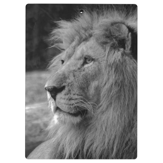 Zwarte en witte leeuw - Wilde dieren Klembord (Achterkant)