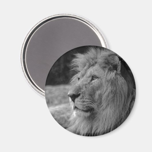 Zwarte en witte leeuw - Wilde dieren Magneet (Voorkant / Achterkant)
