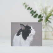 Zwarte en witte Maine Coon kat. Briefkaart (Staand voorkant)