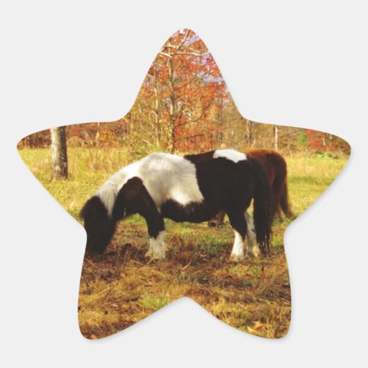 Zwarte en witte miniatuur Pony/paarden Ster Sticker (Voorkant)