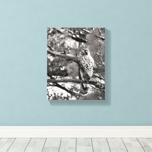 Zwarte en witte Natuur Red schuurde Hawk Canvas Afdruk (Insitu (Houten vloer))