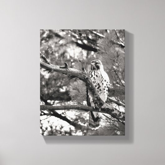 Zwarte en witte Natuur Red schuurde Hawk Canvas Afdruk (Voorkant)
