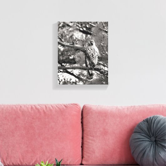 Zwarte en witte Natuur Red schuurde Hawk Canvas Afdruk (Insitu (Woonkamer))