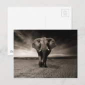 Zwarte en witte olifant briefkaart (Voorkant / Achterkant)
