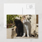 Zwarte en witte oranje schattige kittens briefkaart (Voorkant / Achterkant)