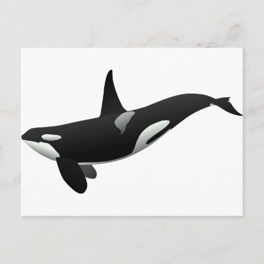 Zwarte en Witte Orca Killer Whale Briefkaart (Voorkant)