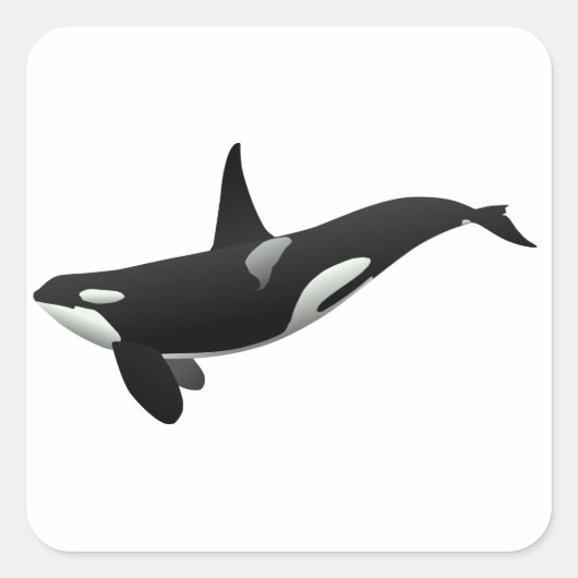 Zwarte en Witte Orca Killer Whale Vierkante Sticker (Voorkant)