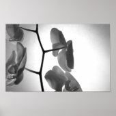 Zwarte en witte orchidee bloemen op de stom poster (Voorkant)
