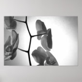 Zwarte en witte orchidee bloemen op de stom poster (Voorkant)
