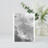 Zwarte en witte orchideeën briefkaart (Staand voorkant)