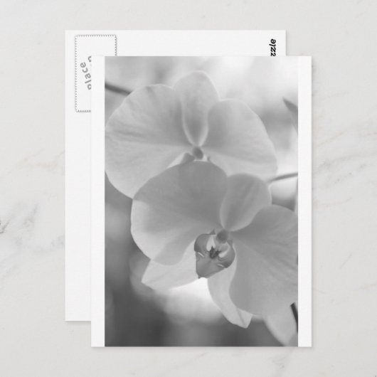 Zwarte en witte orchideeën briefkaart (Voorkant / Achterkant)