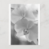 Zwarte en witte orchideeën briefkaart (Voorkant)