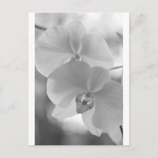 Zwarte en witte orchideeën briefkaart (Voorkant)