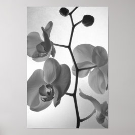 Zwarte en witte orchideeën op de stok poster
