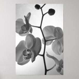 Zwarte en witte orchideeën op de stok poster