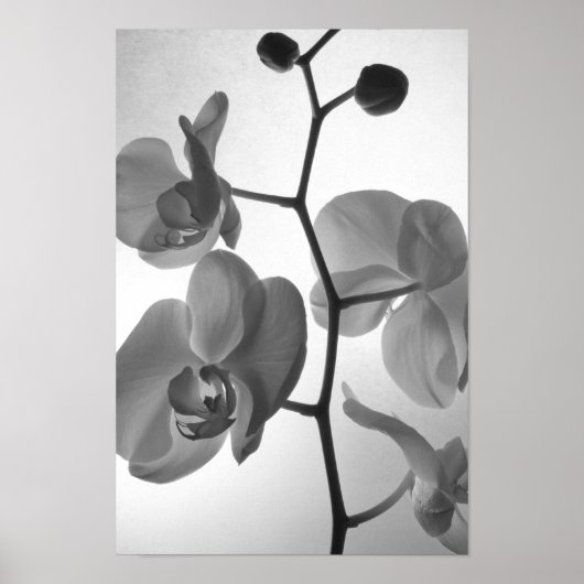 Zwarte en witte orchideeën op de stok poster (Voorkant)