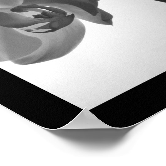 Zwarte en witte orchideeën op de stok poster (Hoek)