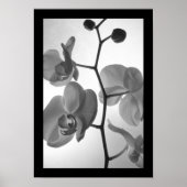 Zwarte en witte orchideeën op de stok poster (Voorkant)