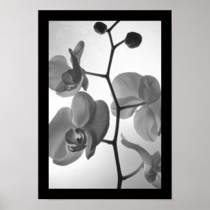 Zwarte en witte orchideeën op de stok poster