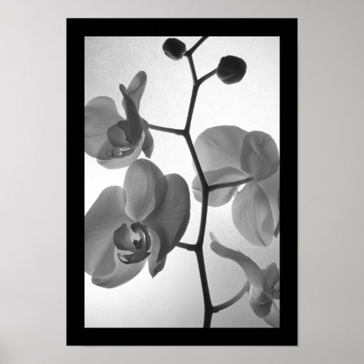 Zwarte en witte orchideeën op de stok poster (Voorkant)