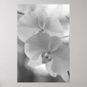 Zwarte en witte orchideeën poster (Voorkant)