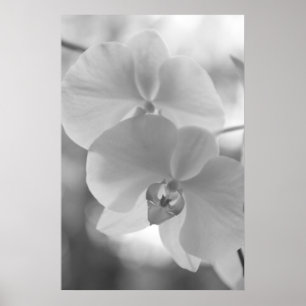 Zwarte en witte orchideeën poster