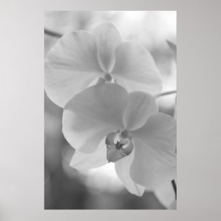Zwarte en witte orchideeën poster