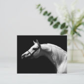 Zwarte en witte paarden briefkaart (Staand voorkant)