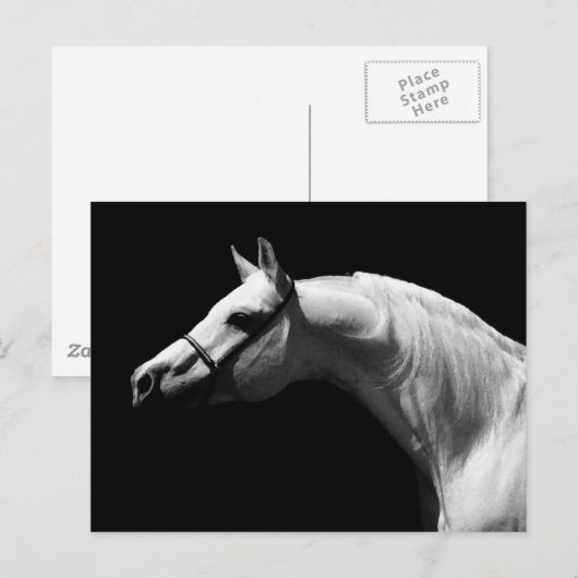 Zwarte en witte paarden briefkaart (Voorkant / Achterkant)