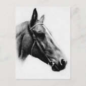 Zwarte en witte paarden briefkaart (Voorkant)