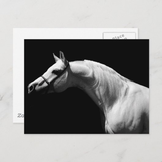 Zwarte en witte paarden briefkaart (Voorkant / Achterkant)