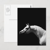 Zwarte en witte paarden briefkaart (Voorkant / Achterkant)