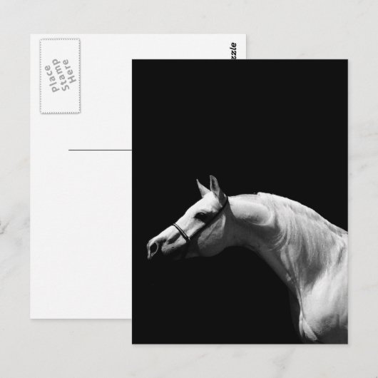 Zwarte en witte paarden briefkaart (Voorkant / Achterkant)