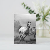 Zwarte en witte paarden lopen briefkaart (Staand voorkant)