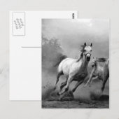 Zwarte en witte paarden lopen briefkaart (Voorkant / Achterkant)