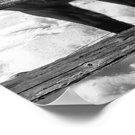 Zwarte en witte paarden poster (Hoek)