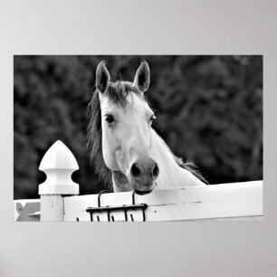 Zwarte en witte paarden poster