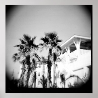 Zwarte en witte palm poster