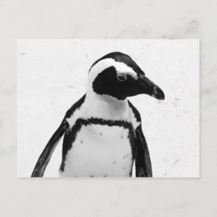 Zwarte en witte pinguïn briefkaart
