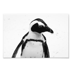 Zwarte en witte pinguïn foto afdruk